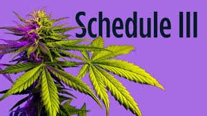 Premium pre‑rolled cones arranged on a clean white background, representing growing demand as the U.S. moves toward Schedule III rescheduling and expanded medical marijuana research