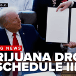 Premium pre‑rolled cones arranged on a clean white background, representing growing demand as the U.S. moves toward Schedule III rescheduling and expanded medical marijuana research